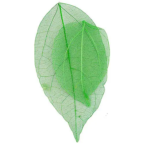 Světle zelené sušené lístky